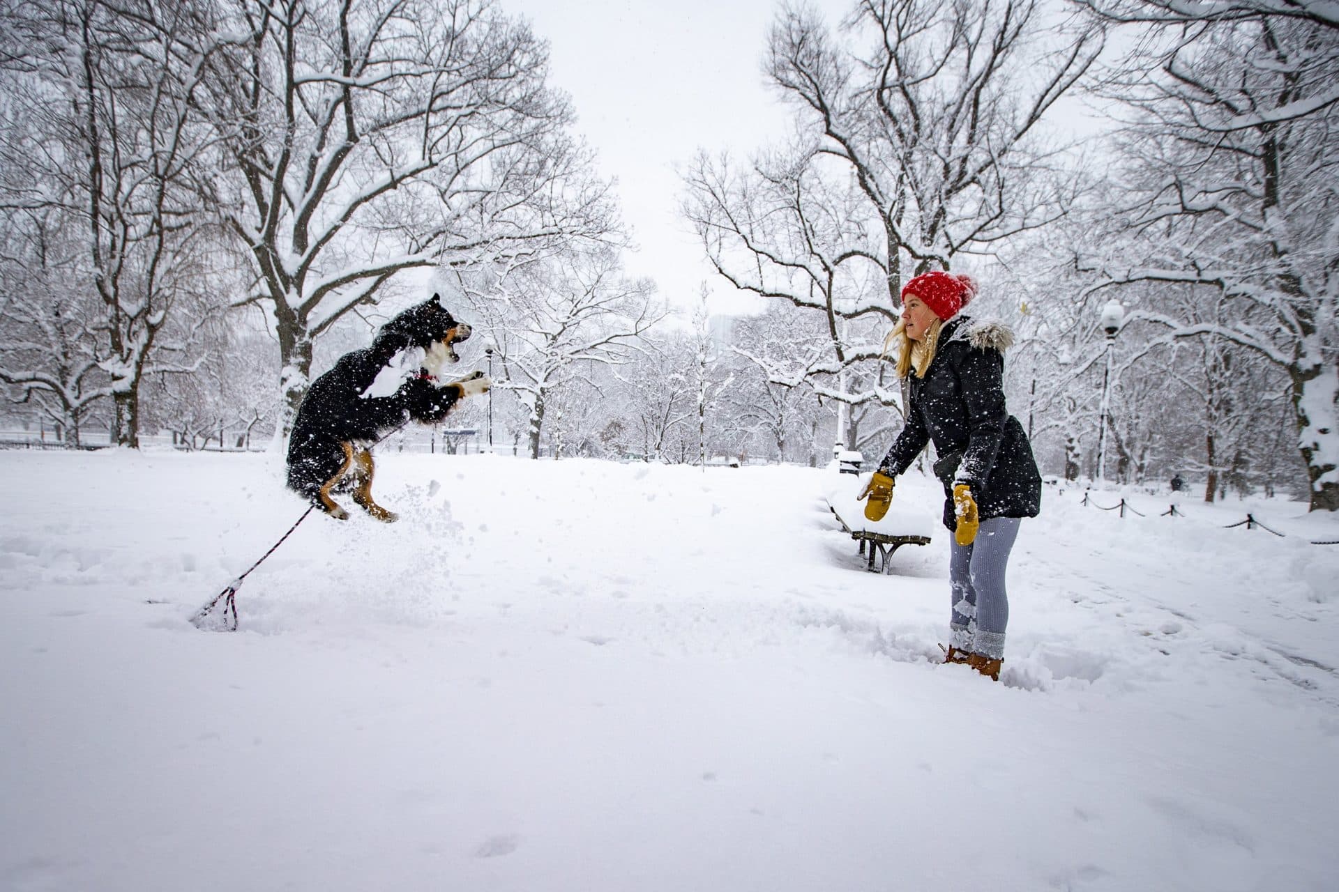 Wally leaps into the air to catch snow thrown by his owner Abby Kemp at the Boston Public Garden during the snowstorm. (Jesse Costa/WBUR)