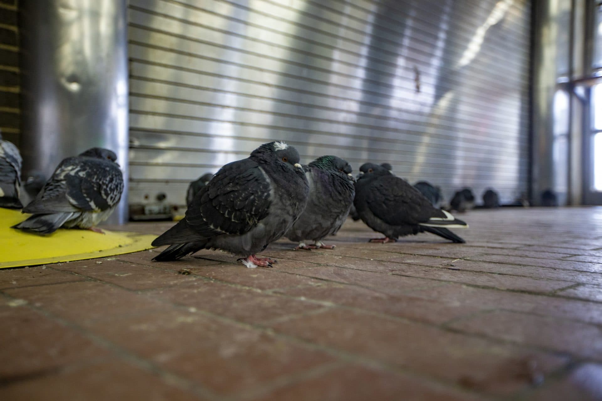 A flock of pigeons wait out the storm in the entrance of Sullivan MBTA Station. (Jesse Costa/WBUR)