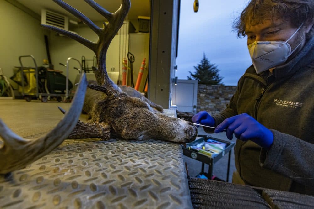 Mass Wildlife Deer &amp; Moose Biologist Martin Feehan prepares to insert a cotton swab into the nose of a dead 160-pound deer buck, found in Needham, to test it for the presence of the COVID-19 virus. Deer across the country have been found to carry COVID-19. State wildlife researchers are assisting with a federal project to better understand the impact of the virus on the deer population. (Jesse Costa/WBUR)