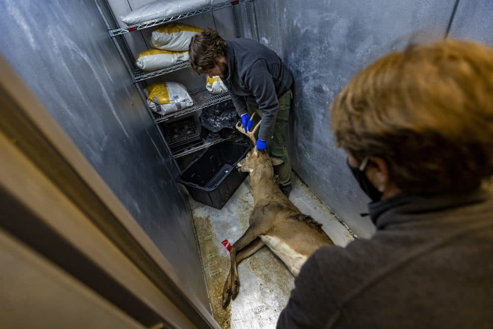 With the assistance of Mass Wildlife Chief of Information &amp; Education Marion Larson, front, Deer &amp; Moose Biologist Martin Feehan moves the deer he just tested for COVID-19 into a freezer for preservation. (Jesse Costa/WBUR)