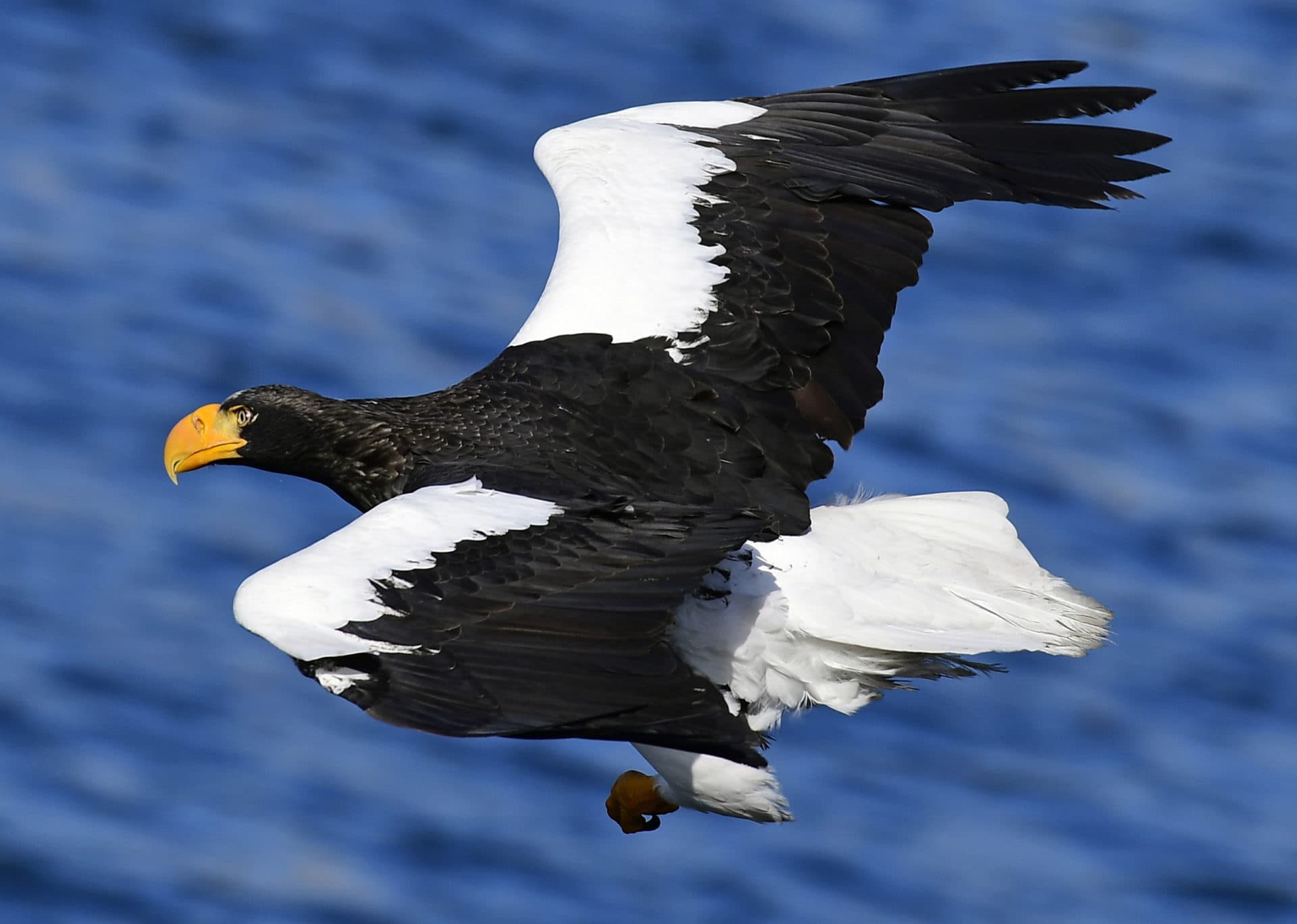 A Steller's sea eagle near Vladivostok, Russia. A similar eagle, believed to be lost, has been spotted in Massachusetts and Maine. (Yuri Smityuk/TASS via Getty Images)