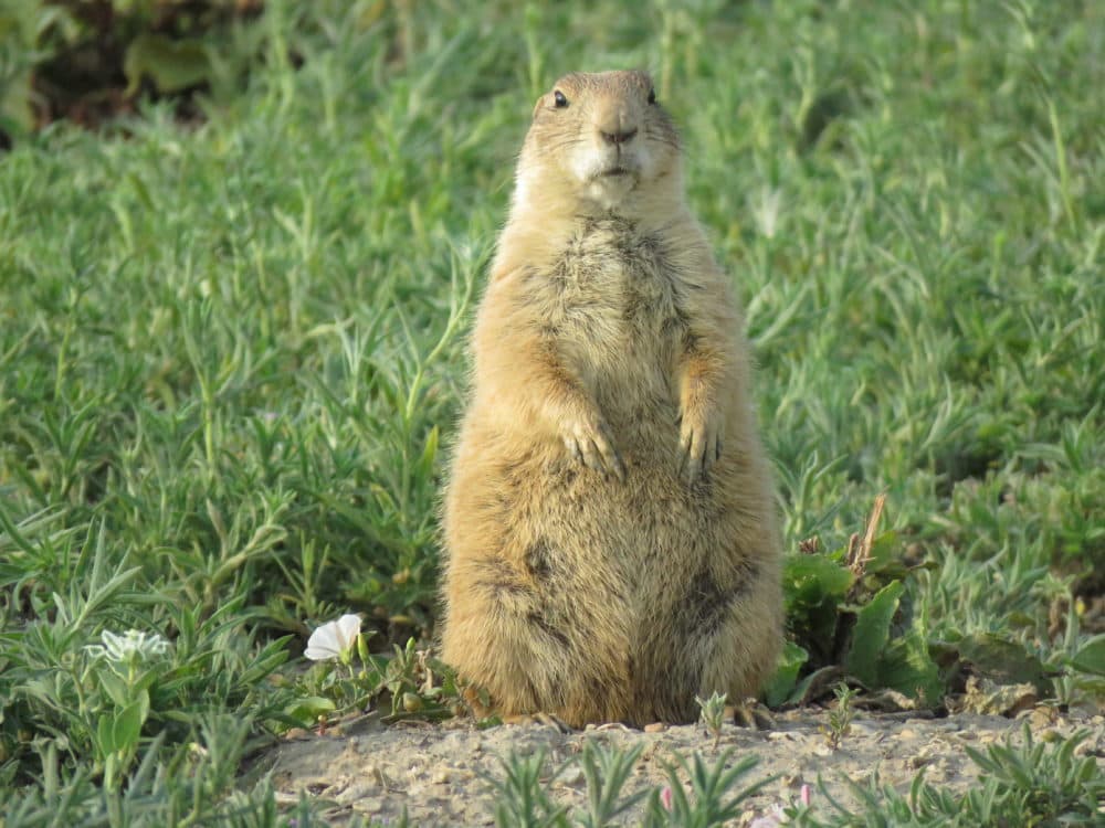 Prairie dog kisses may hold key to relocation survival | Here & Now