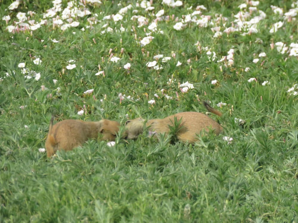 Prairie dogs sharing a smooch. (Professor Jennifer Verdolin/University of Arizona)