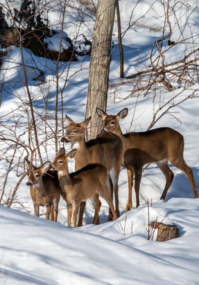 White-tailed deer in Massachusetts. (Courtesy MassWildlife/Bill Byrne)