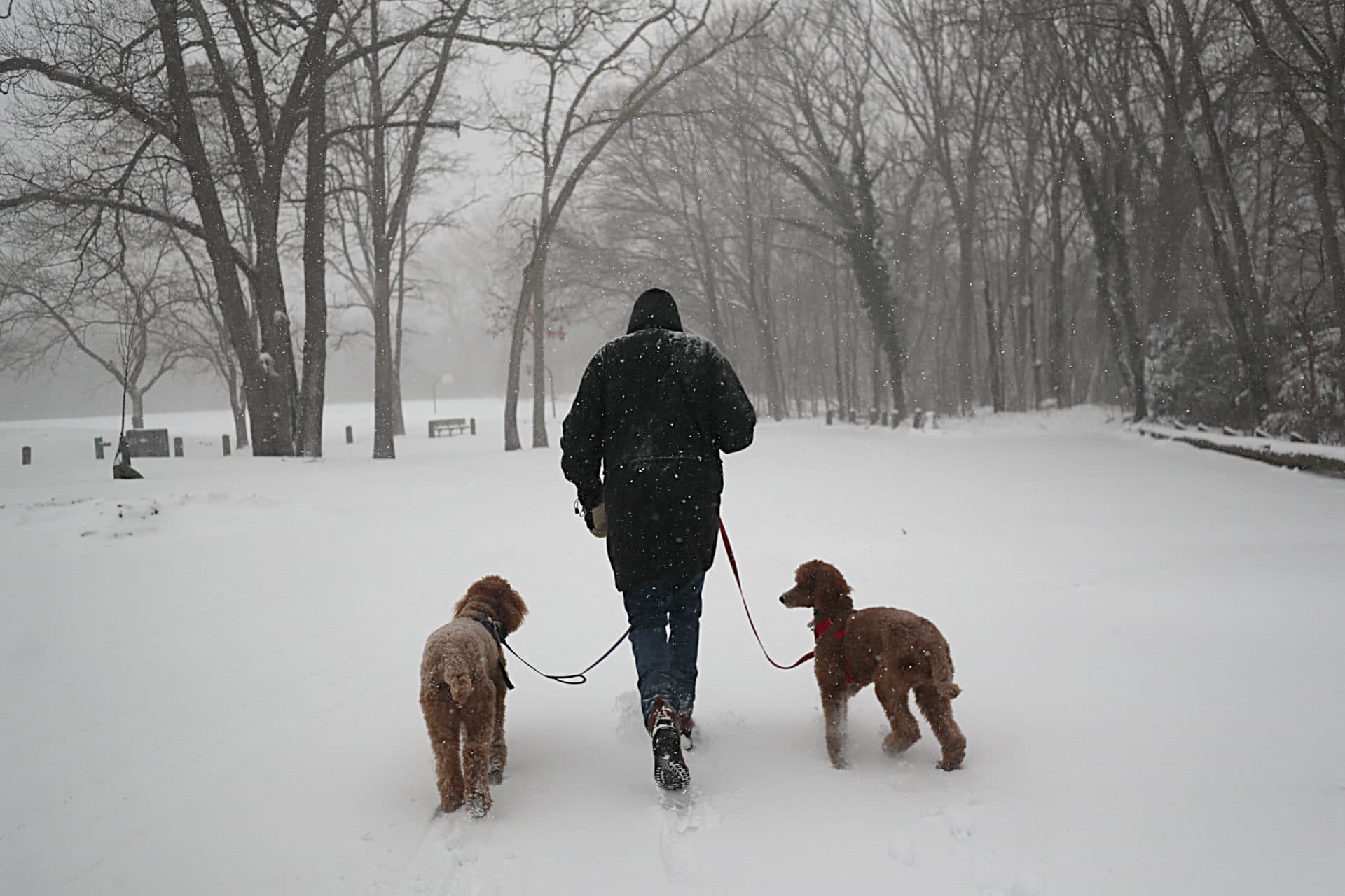 A person walks dogs at Cold Spring Park in Newton, Mass. during a winter nor'easter Saturday morning. (Suzanne Kreiter/The Boston Globe via Getty Images)