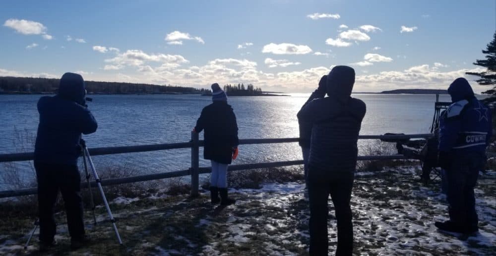 Birdwatchers looking for the Stellar's sea eagle over Boothbay Harbor. (Susan Sharon/Maine Public)