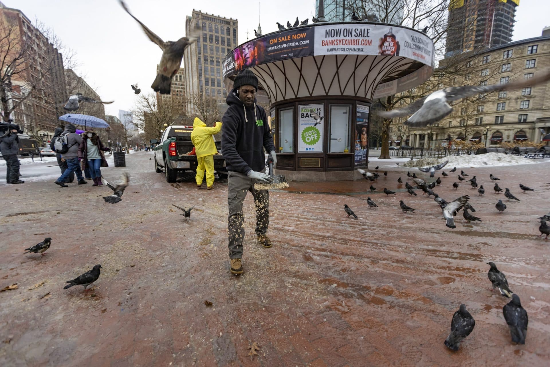 Pigeons swarm around Boston Parks and Recreation workers, mistaking the sand and salt as food, on the corner of Boylston and Dartmouth Street in Copley Square. (Jesse Costa/WBUR)