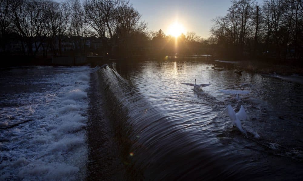A group of swans cross the Charles River by the Watertown dam. (Robin Lubbock/WBUR)