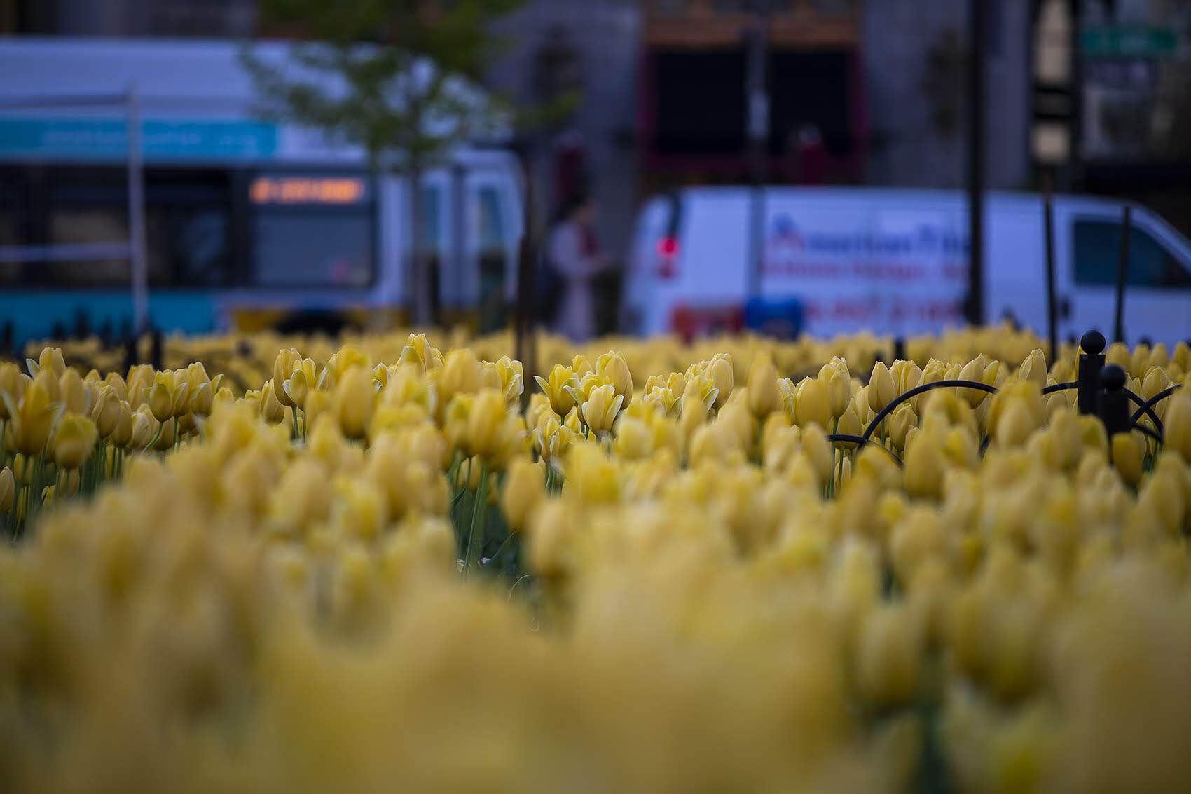 Tulips in Copley Sq. (Jesse Costa/WBUR)