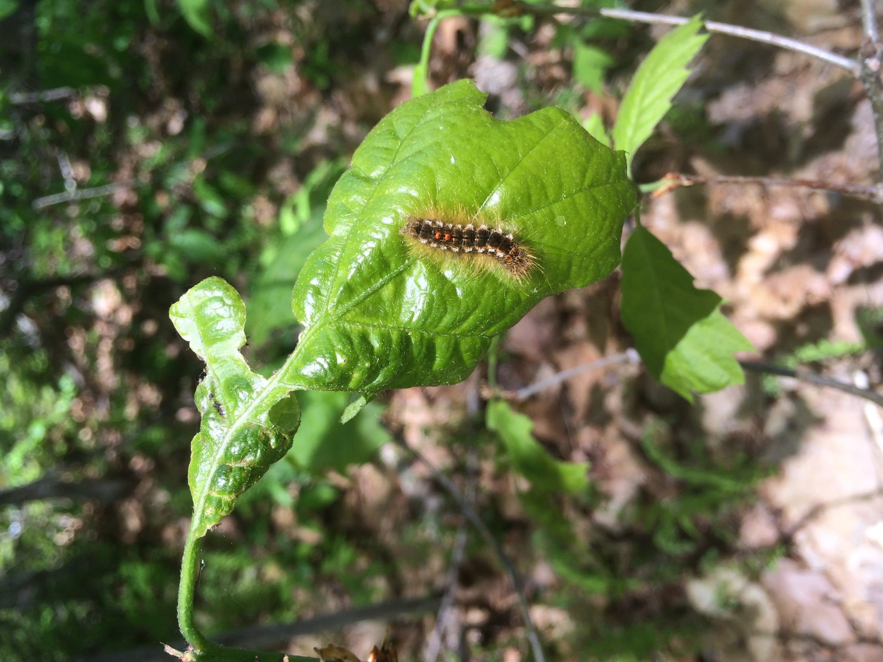 In a May 2016 photo provided by the Maine Forest Service, browntail caterpillars feed in Maine. The caterpillars’ hairs can cause a painful rash in humans. State scientists say it’s difficult to control the spread of the bugs, which has been aided by dry weather. (Maine Forest Service ACF via AP)