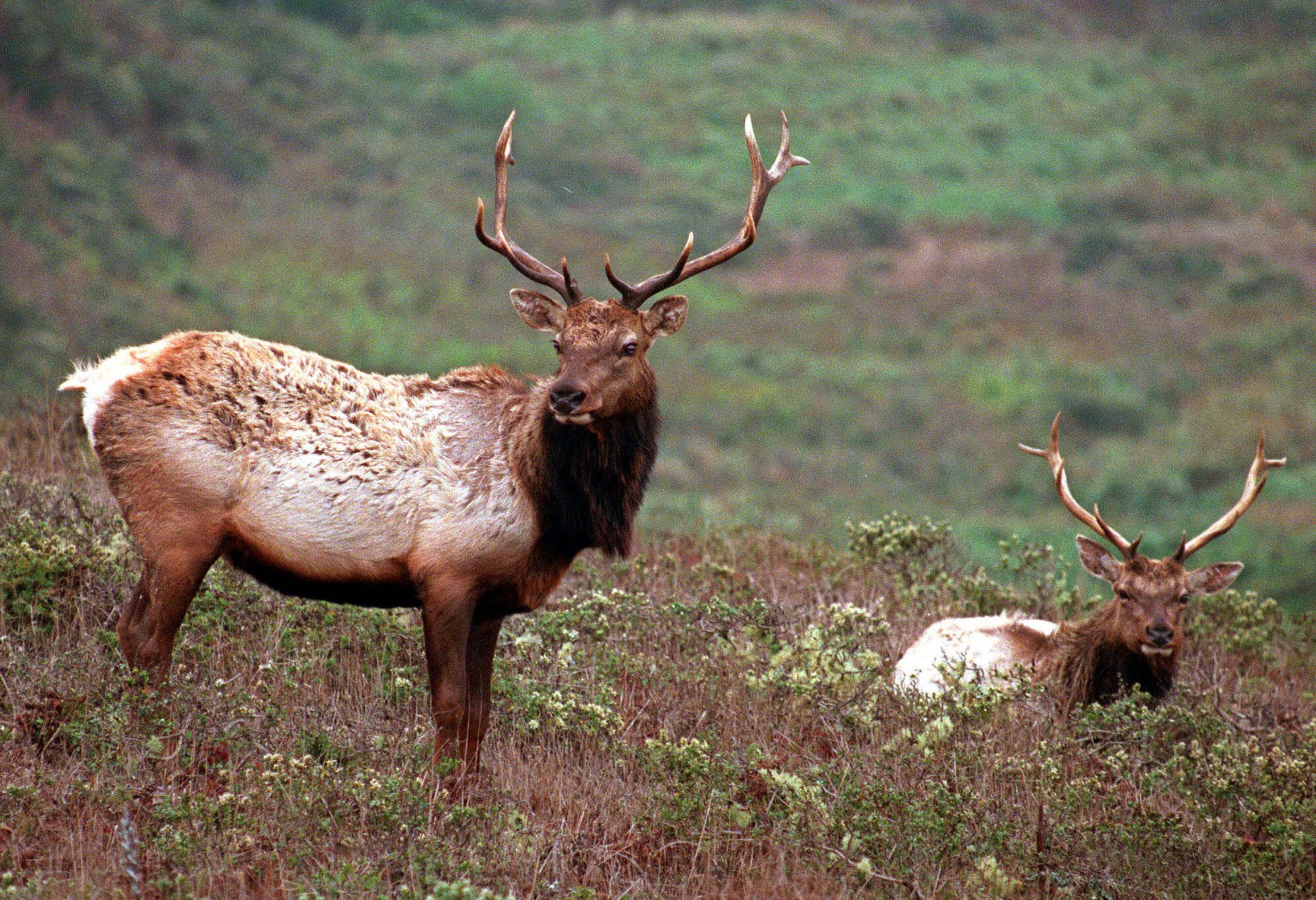 This Oct. 27, 1999 file photo shows a pair of male tule elk on Tomales Point in Point Reyes National Seashore, Calif. (AP Photo/Eric Risberg, File)