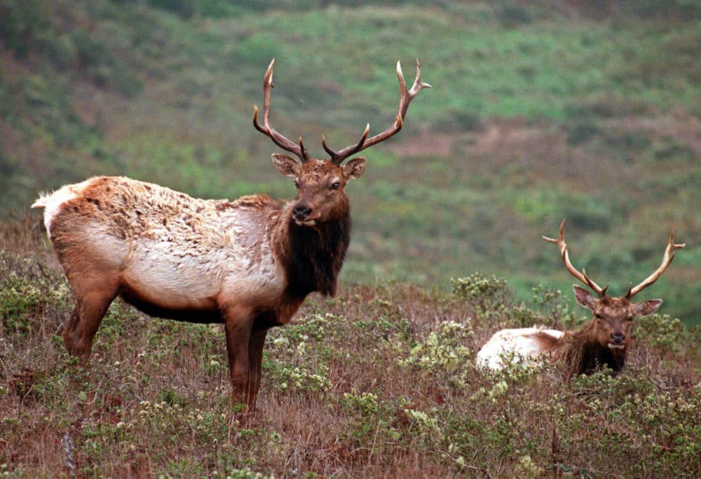 Dogs in Elk