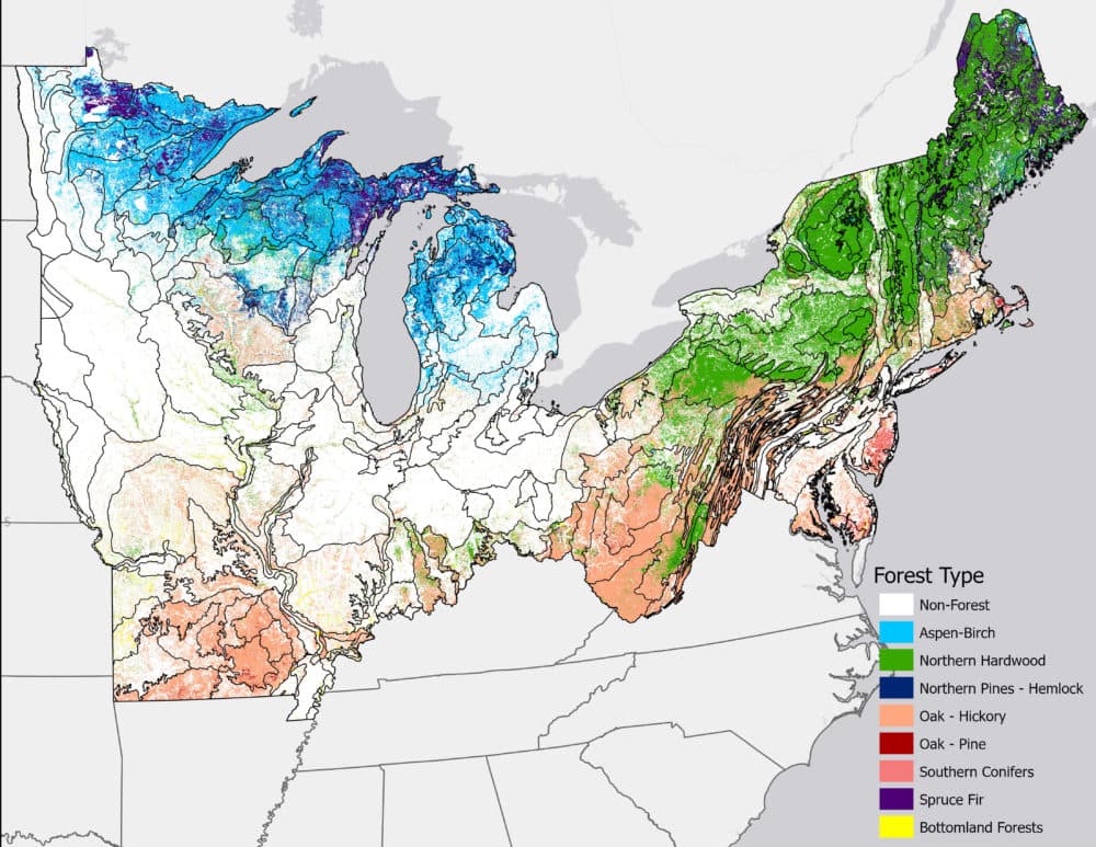 Types of forest in the Northeastern United States. (Image courtesy Luca Morreale)