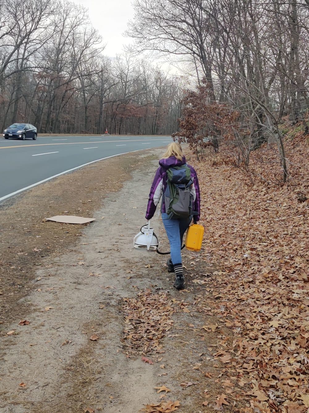 Sarah Garvey walking toward urban field site in Newton, MA. (Photo courtesy Luca Morreale)