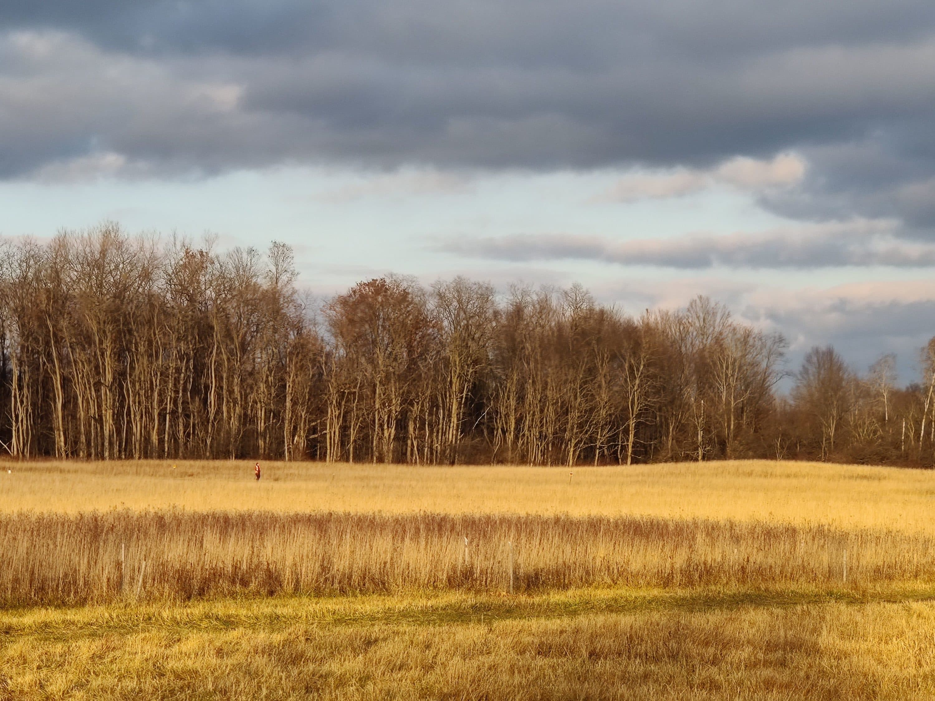 Forest edges near Ithaca, NY. (Photo courtesy Luca Morreale)