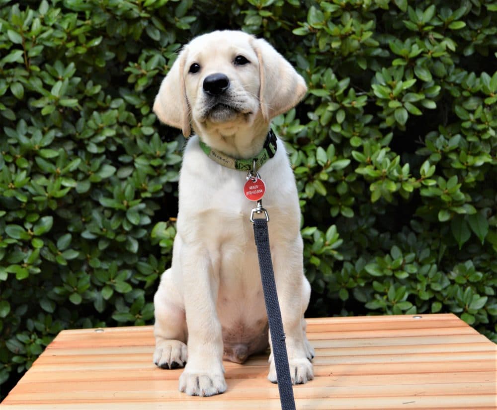 A NEADS service dog in training
