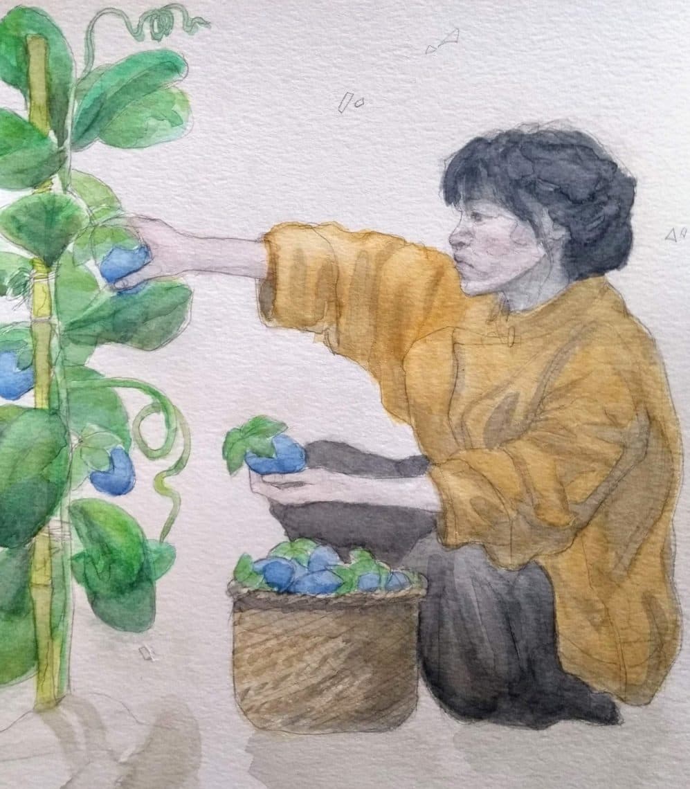 Li Ziqi: China's Quarantine Queen