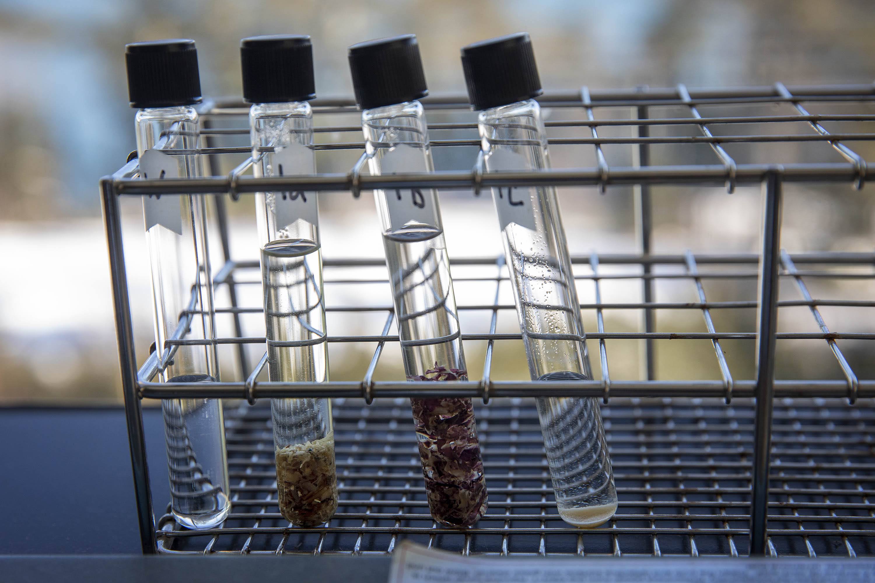 Glass tubes containing different varieties of seaweed. (Robin Lubbock/WBUR)