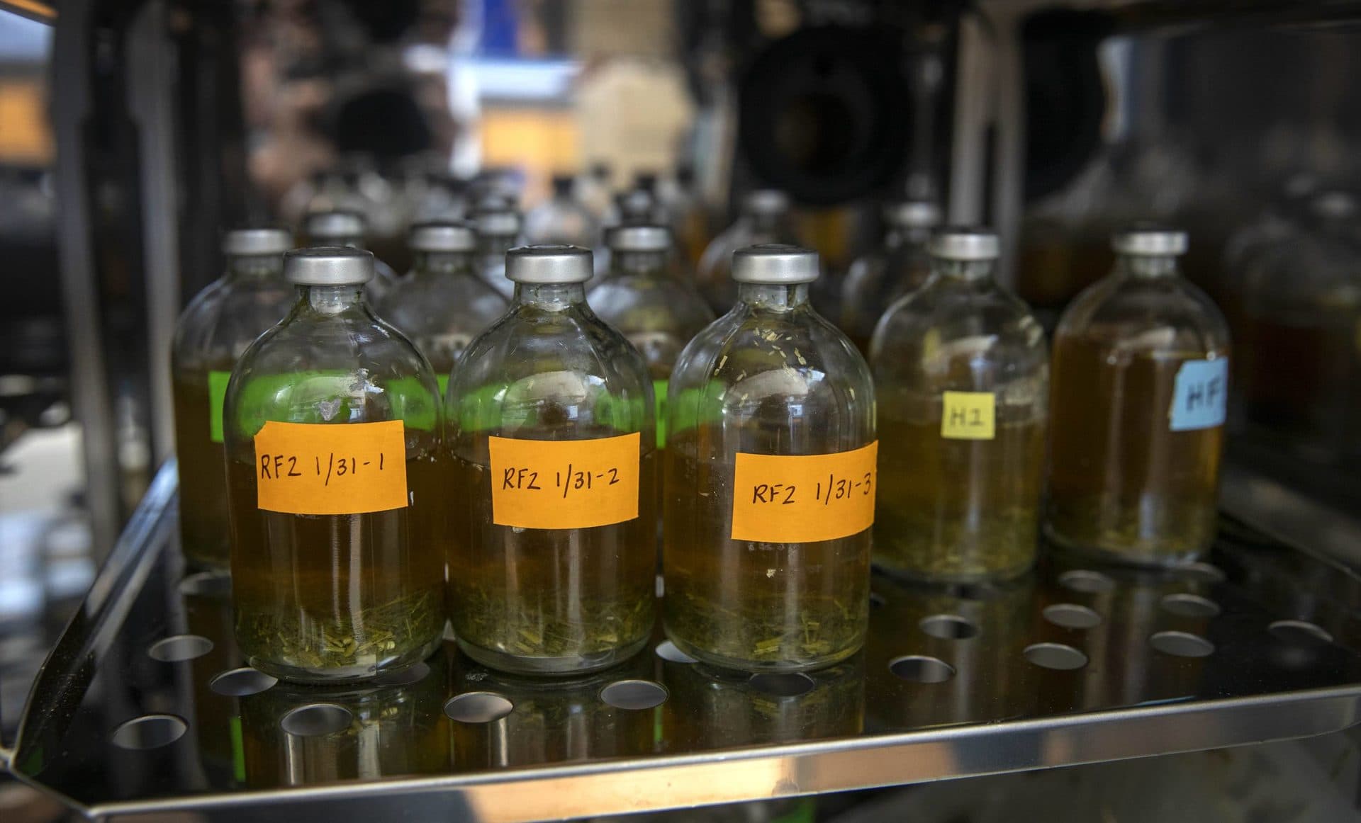 Cow rumen sample bottles in an incubator at Bigelow Laboratory. (Robin Lubbock/WBUR)
