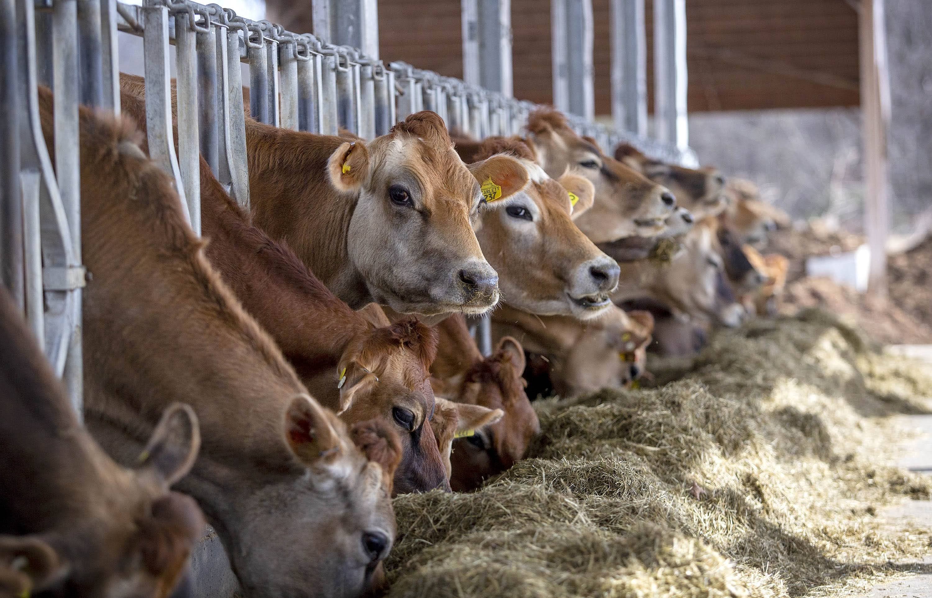 Cows lined up for feeding at Burley-Demeritt Organic Dairy Research Farm in New Hampshire. (Robin Lubbock/WBUR)