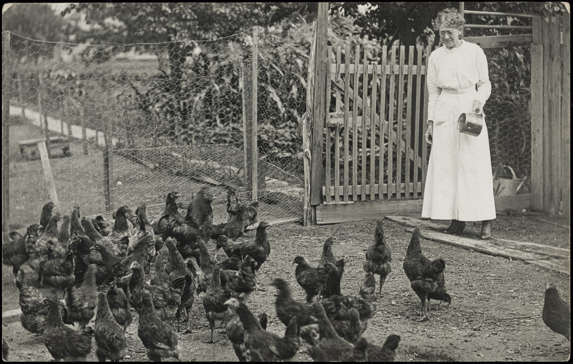 Mary F. Mitchell feeding chickens in Wichita, Kansas, about 1912. (Courtesy Museum of Fine Arts, Boston/Leonard A. Lauder Postcard Archive)