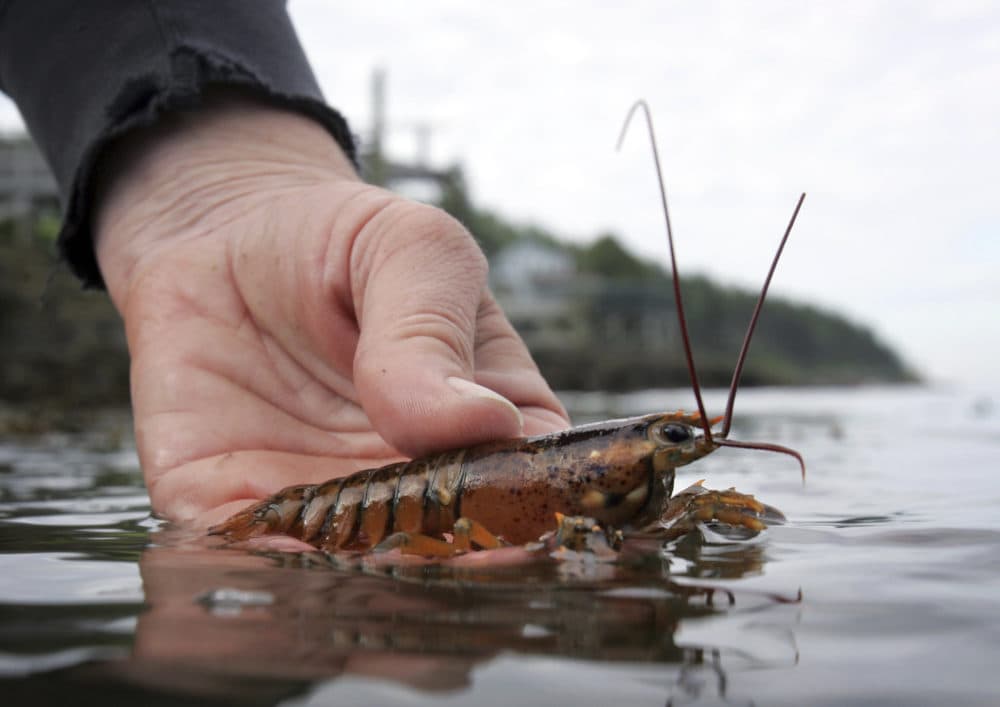 A scientist releases a juvenile lobster while doing research in Harpswell, Maine, in this June 2007 file photo. A trend of fewer baby lobsters appearing in a key fishing ground off New England appears to be continuing. (Robert F. Bukaty/AP file)