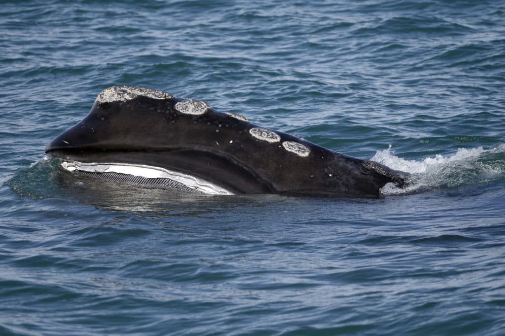 A North Atlantic right whale feeds on the surface of Cape Cod Bay off the coast of Plymouth, Mass., on March 28, 2018. This photo was taken by Michael Dwyer for The Associated Press.