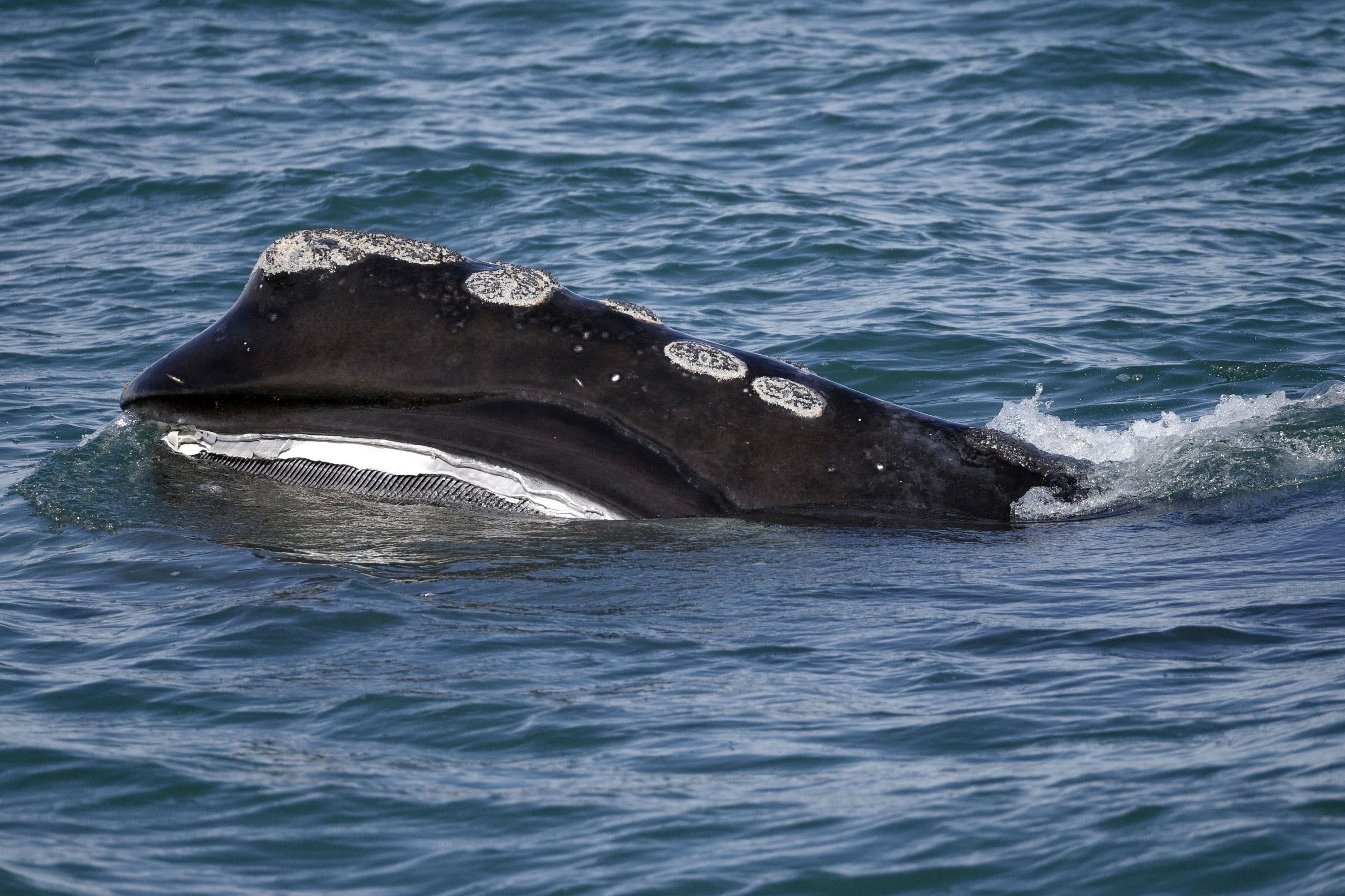 A North Atlantic right whale feeds on the surface of Cape Cod Bay off the coast of Plymouth, Mass., on March 28, 2018. This photo was taken by Michael Dwyer for The Associated Press.