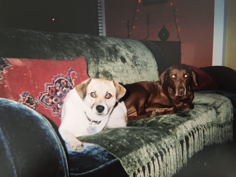 Derby & Watson on the couch (John Griffiths)