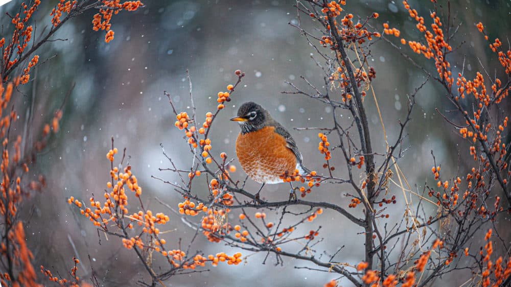 The robins are oblivious to war and destruction. I wish I could be, writes Holly Robinson. (Getty Images)