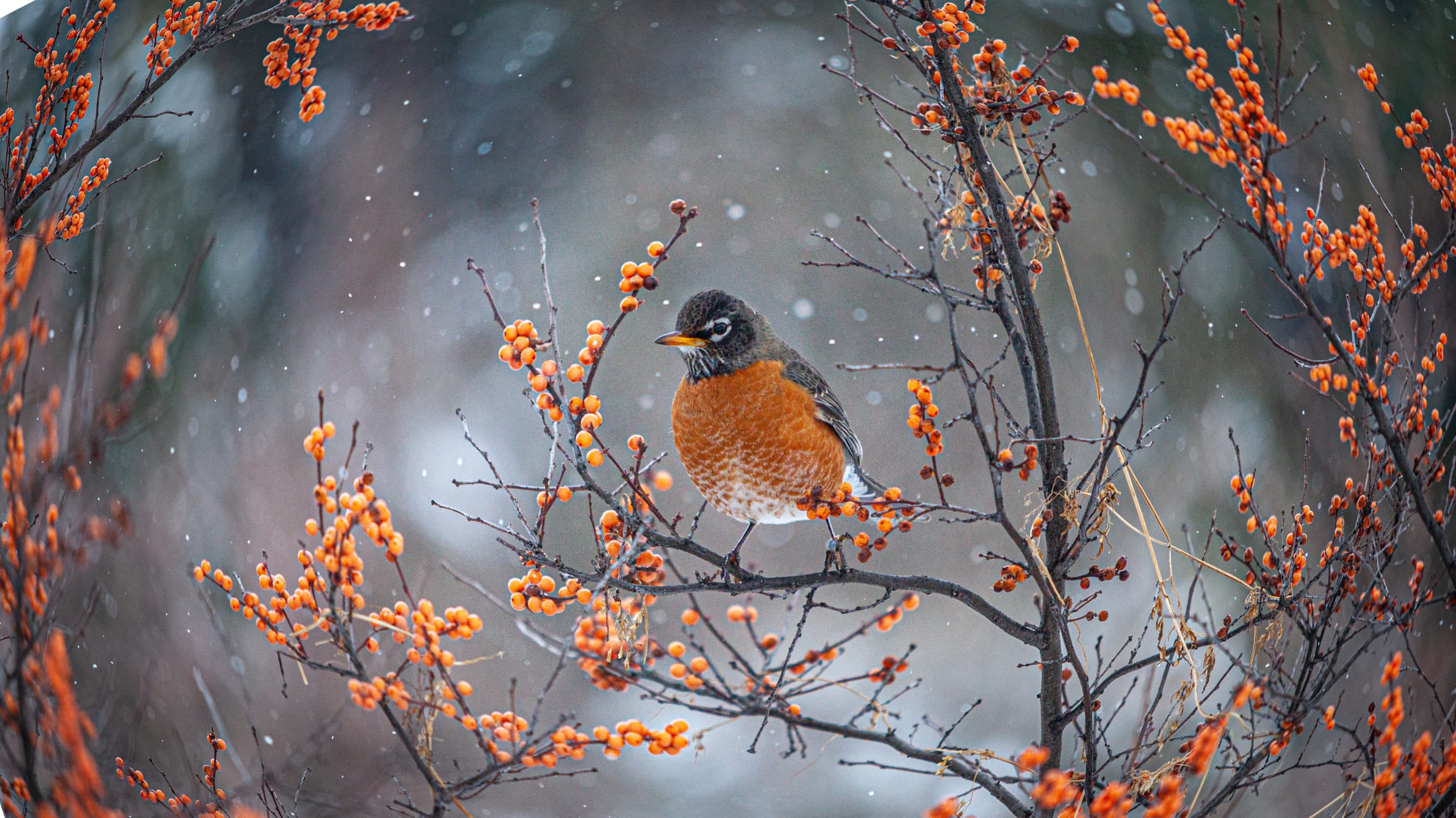 The robins are oblivious to war and destruction. I wish I could be, writes Holly Robinson. (Getty Images)