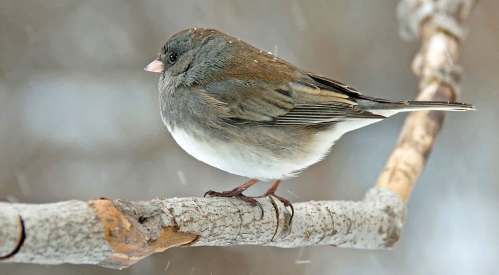 Slate-colored female junco. (Education Images/Universal Images Group via Getty Images)