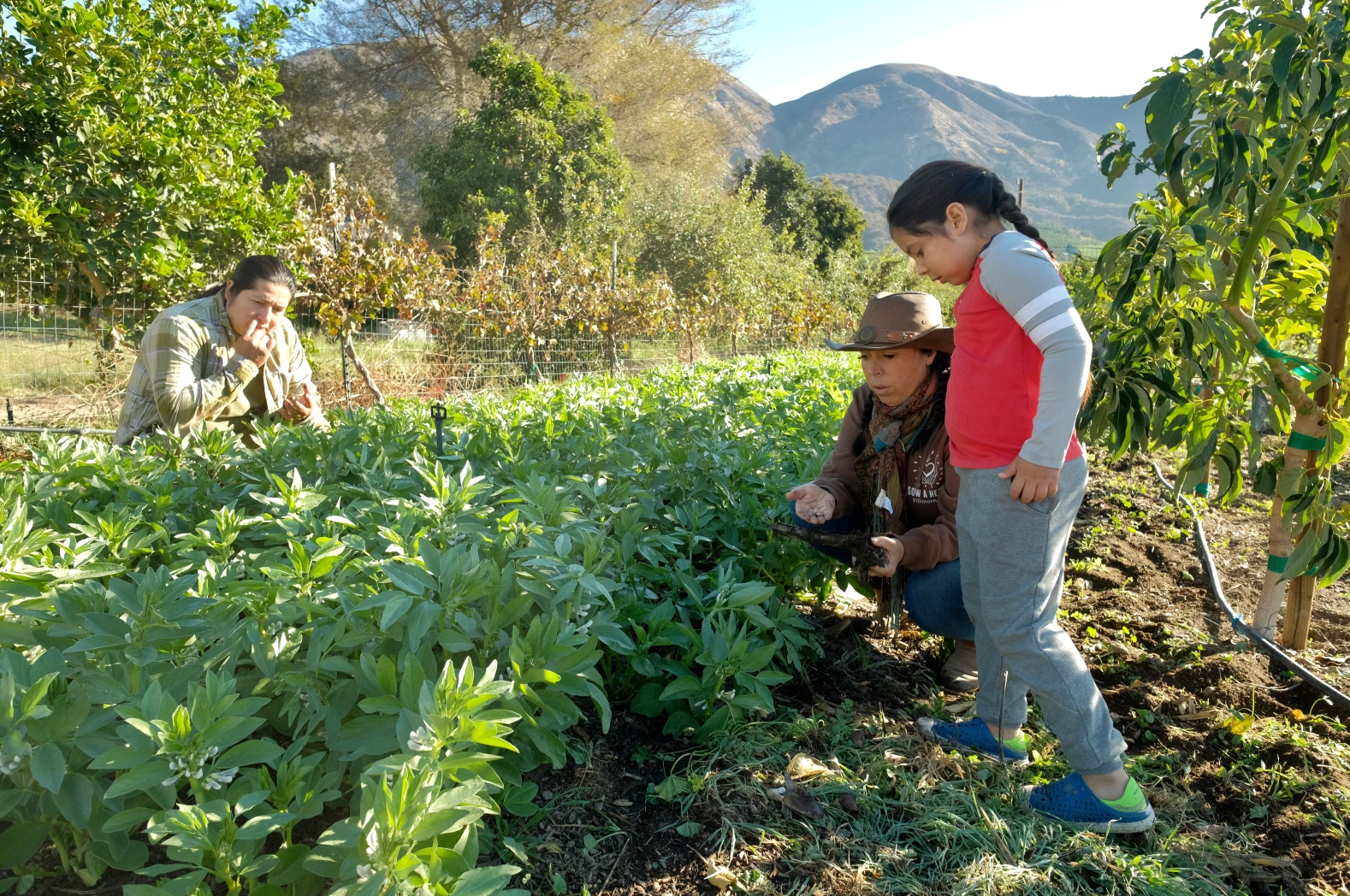 Elias Sosa, Mollie Engelhart and their son Rio check out a winter crop of fava beans at their farm in Fillmore, California. (Erin Stone/LAist)