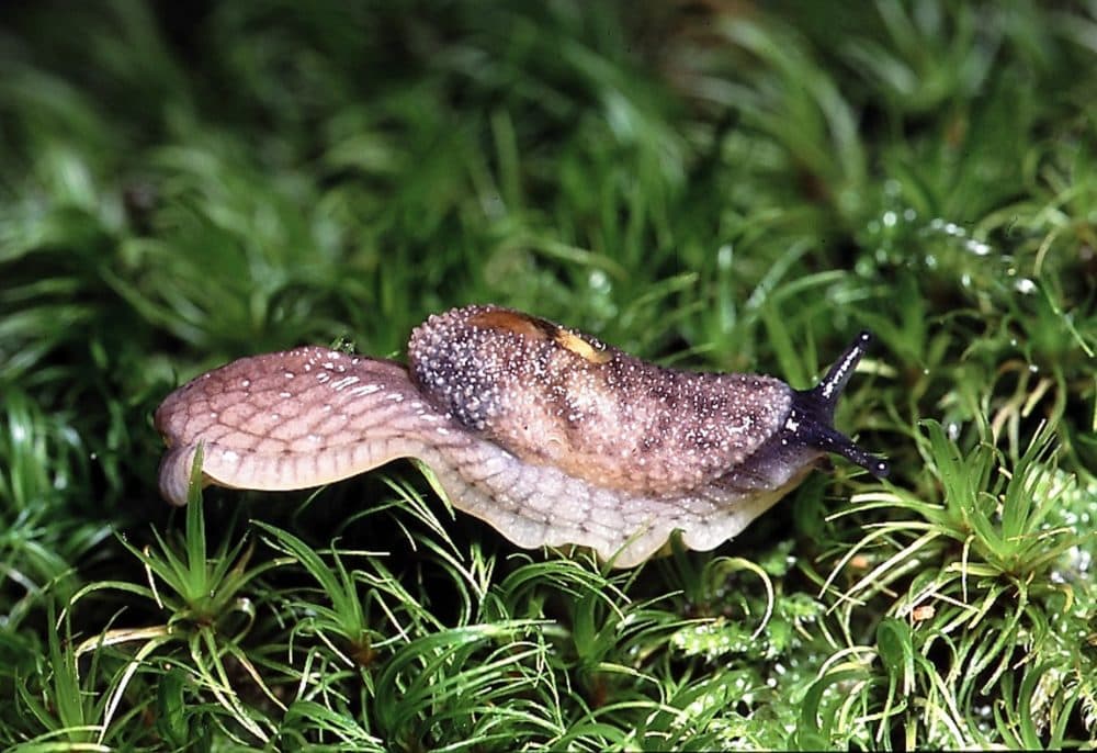 A Burrington jumping slug on Vancouver Island. (Kristiina Ovaska/KUOW)