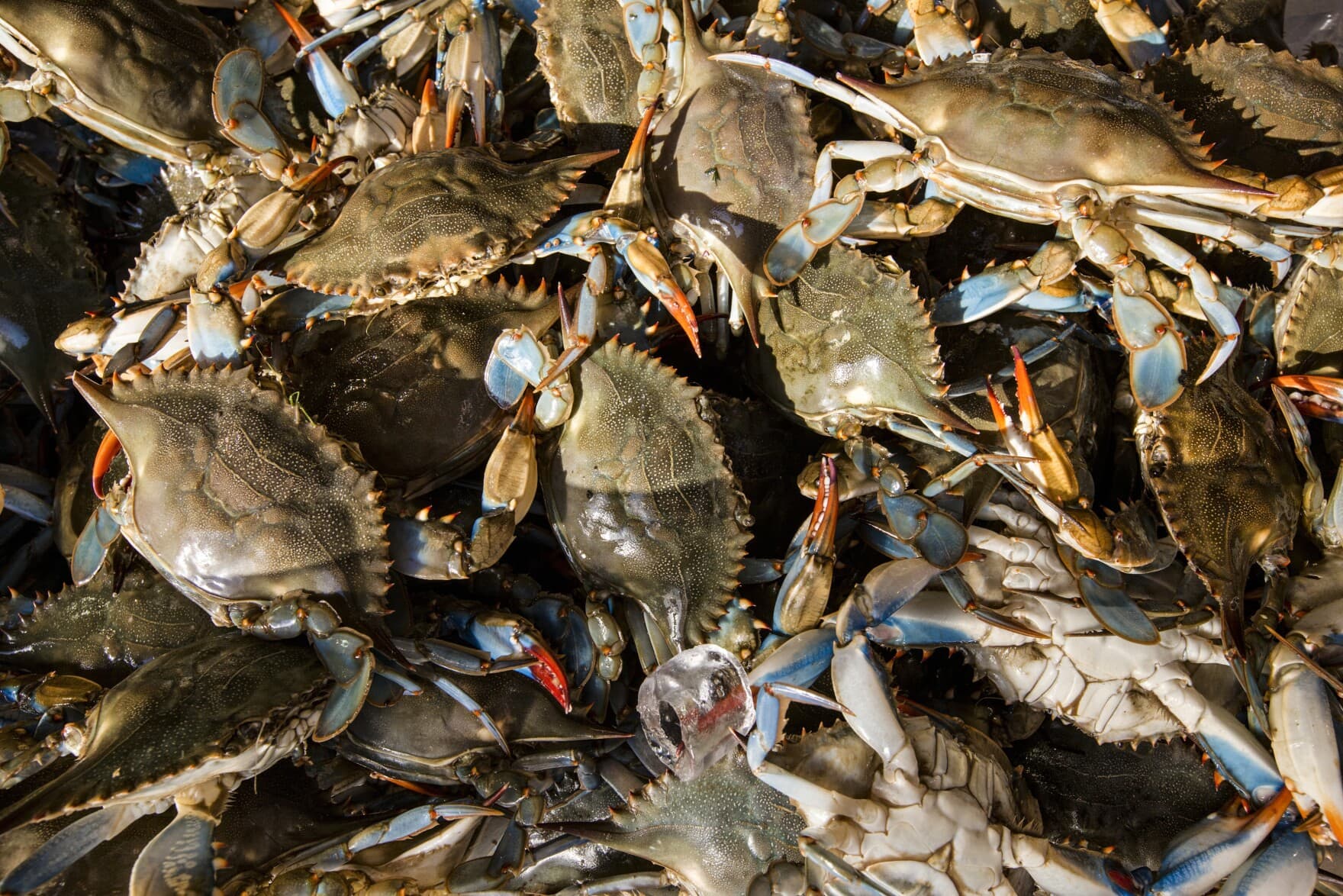 Live blue crabs are displayed for sale. (J. Scott Applewhite/AP)