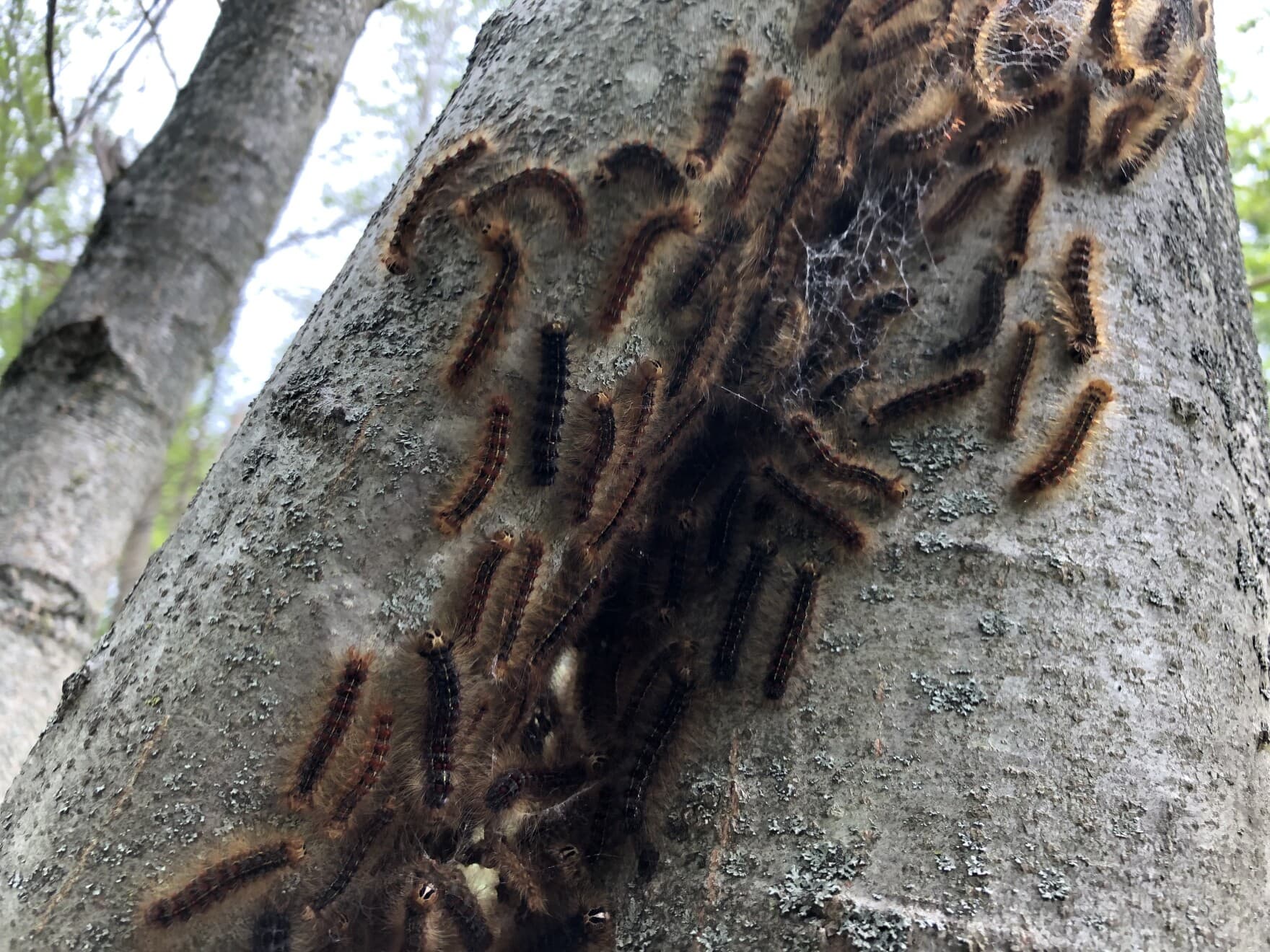 Spongy moth caterpillars convene on a tree trunk in the summer of 2021 in Monkton, Vermont. (Jane Lindholm/VPR)