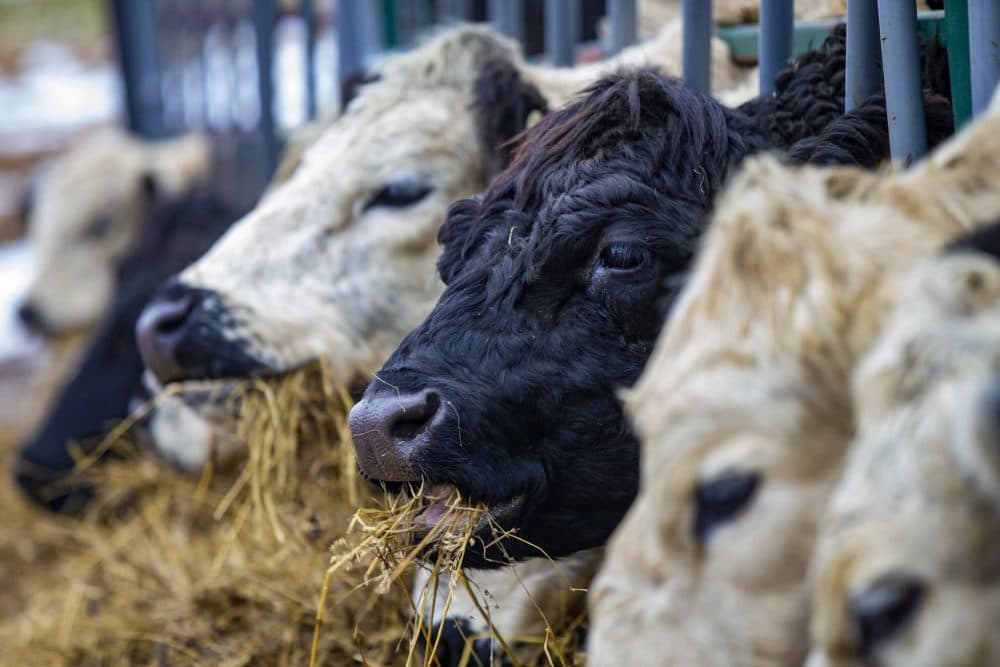 Cows feed on hay in a pen at Appleton Farms. (Jesse Costa/WBUR)