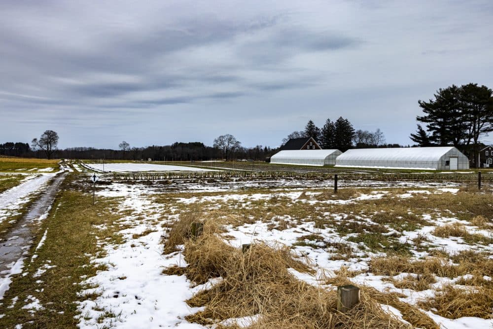 The fields at Appleton Farms are dormant during the winter months. (Jesse Costa/WBUR)