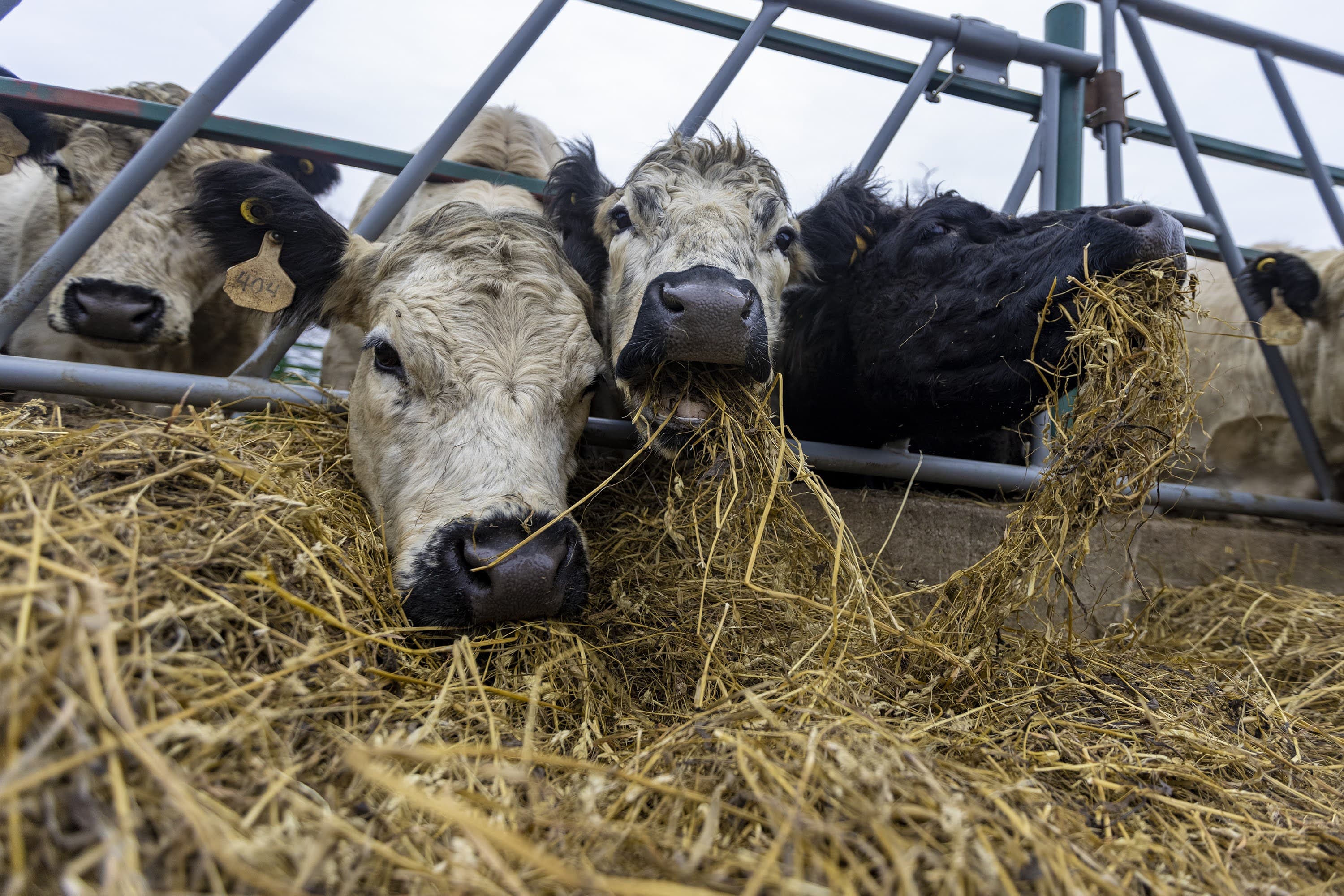 Pregnant cows eat hay at Appleton Farms in Ipswich. (Jesse Costa/WBUR)