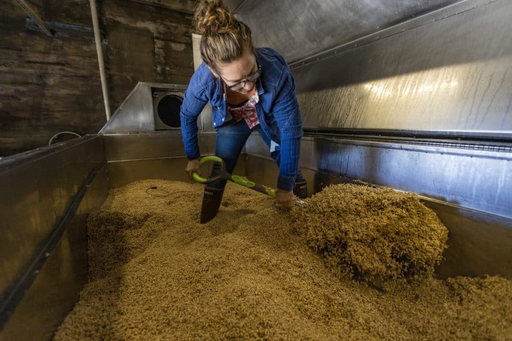Andrea Stanley, co-owner of Valley Grain Milling, uses a shovel to turn grain in the germination tank. (Jesse Costa/WBUR)