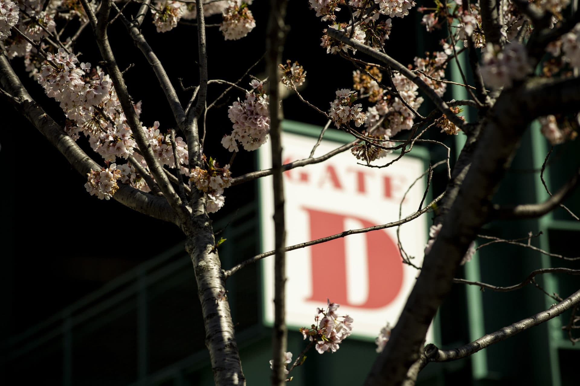Cherry blossoms are seen before the 2022 opening day game between the Boston Red Sox and the Minnesota Twins on April 15 at Fenway Park. (Billie Weiss/Boston Red Sox/Getty Images)
