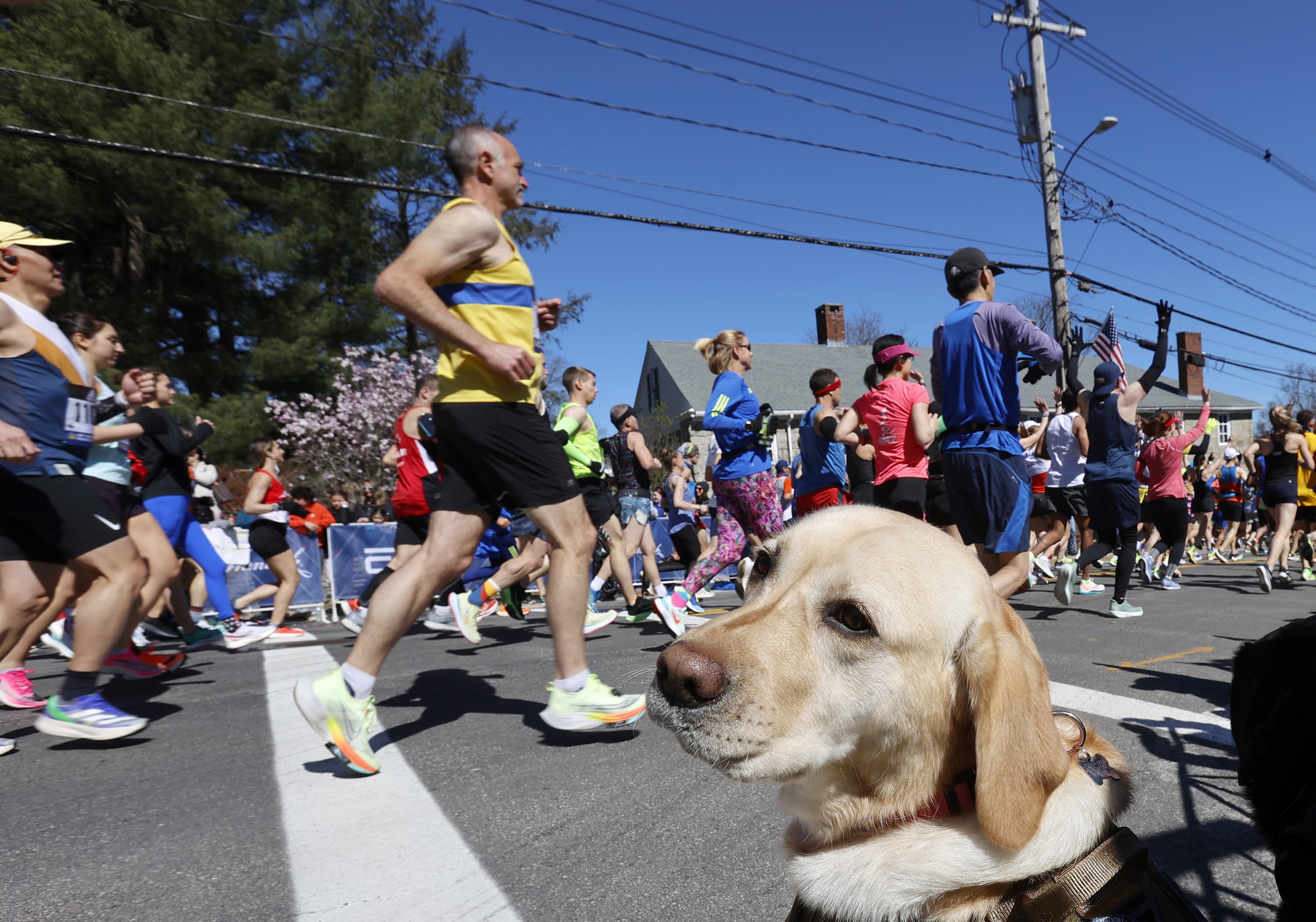Margaux, a State Police K-9, watches as runners pass during the 126th Boston Marathon, Monday, April 18, 2022, in Hopkinton, Mass. (Mary Schwalm/AP)