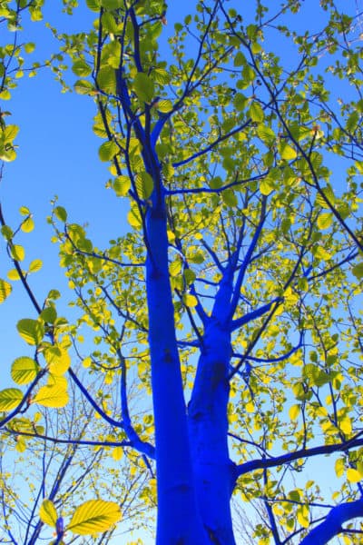 Konstantin Dimopoulos, &quot;Blue Tree in Leaf.&quot; (Courtesy David Brown Photography)