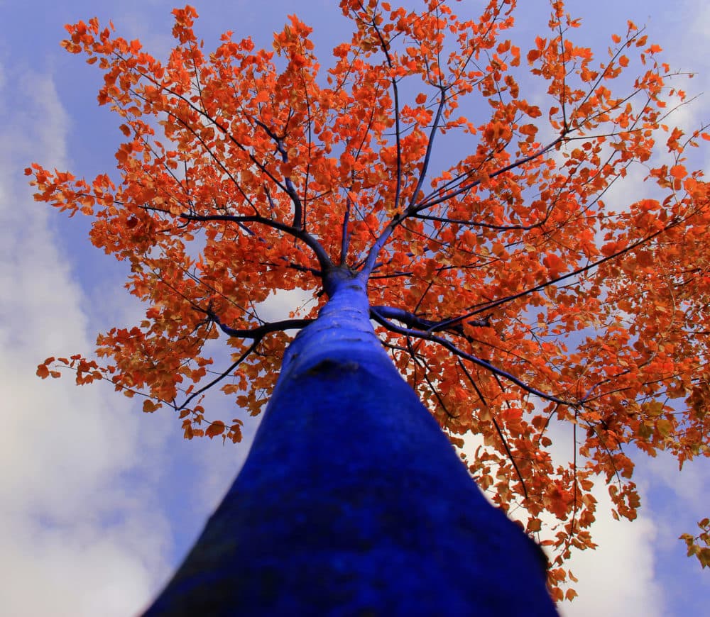 Konstantin Dimopoulos, &quot;Blue Tree Autumn Foliage.&quot; (Courtesy David Brown Photography)