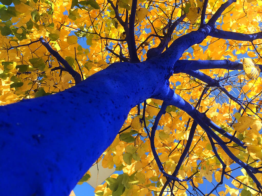 Konstantin Dimopoulos, &quot;Blue Tree Yellow Leaves Looking Up.&quot; (Coutesy Konstantin Dimopoulos/Peabody Essex Museum)