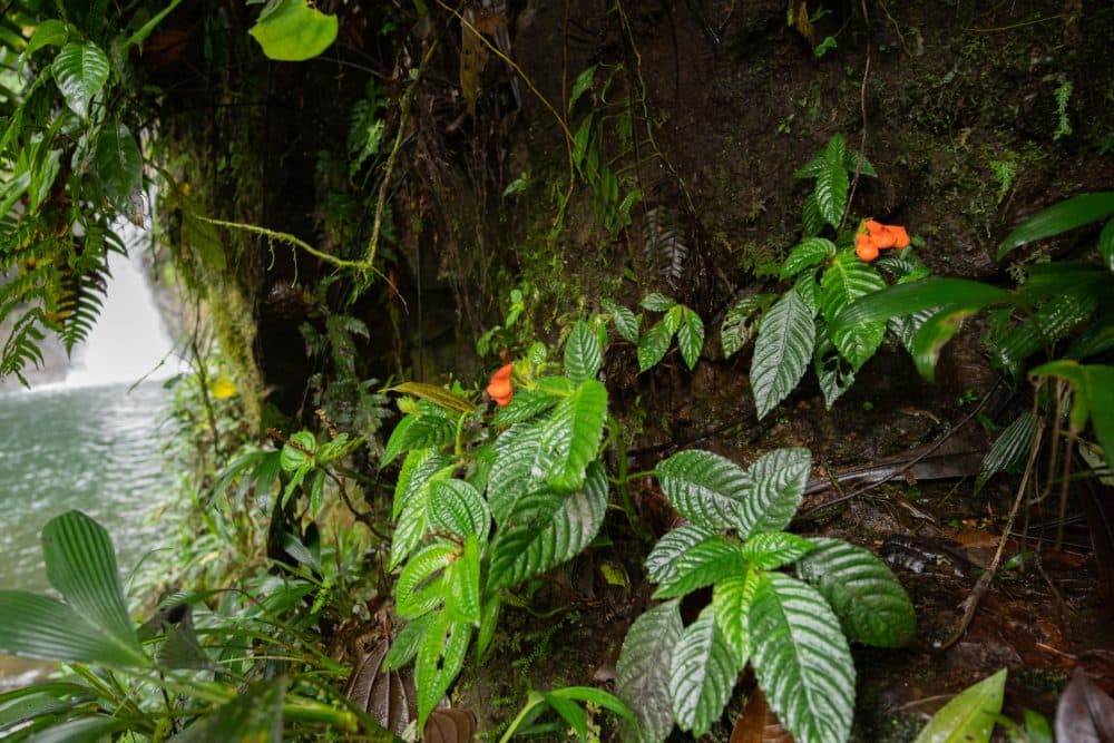 Figure 13 - Long believed to have gone extinct, Gasteranthus extinctus was found growing next to a waterfall at Bosque y Cascada Las Rocas, a private reserve in coastal Ecuador containing a large population of the endangered plant. (Photo: Riley Fortier)