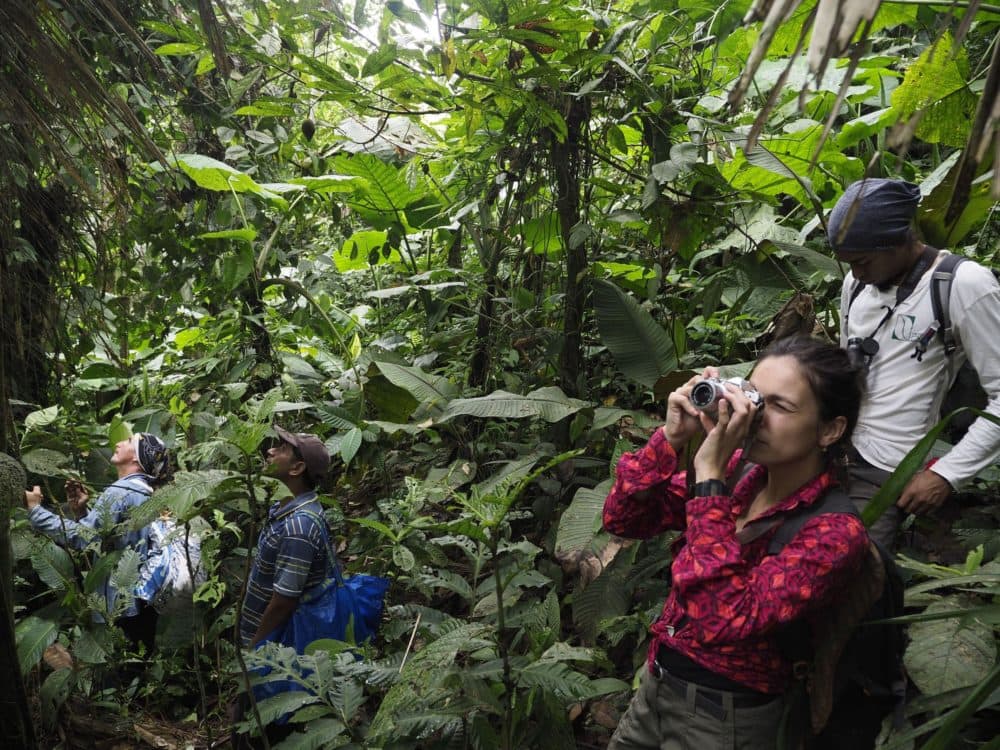 Part of the team that rediscovered Gasteranthus extinctus traverses steep ravines in the forests of coastal Ecuador in search of rare plants. From left: Washington Santillán, Sr. Hermogenes, Alix Lozinguez, and Nicolás Zapata. (Photo: Thomas L.P. Couvruer)