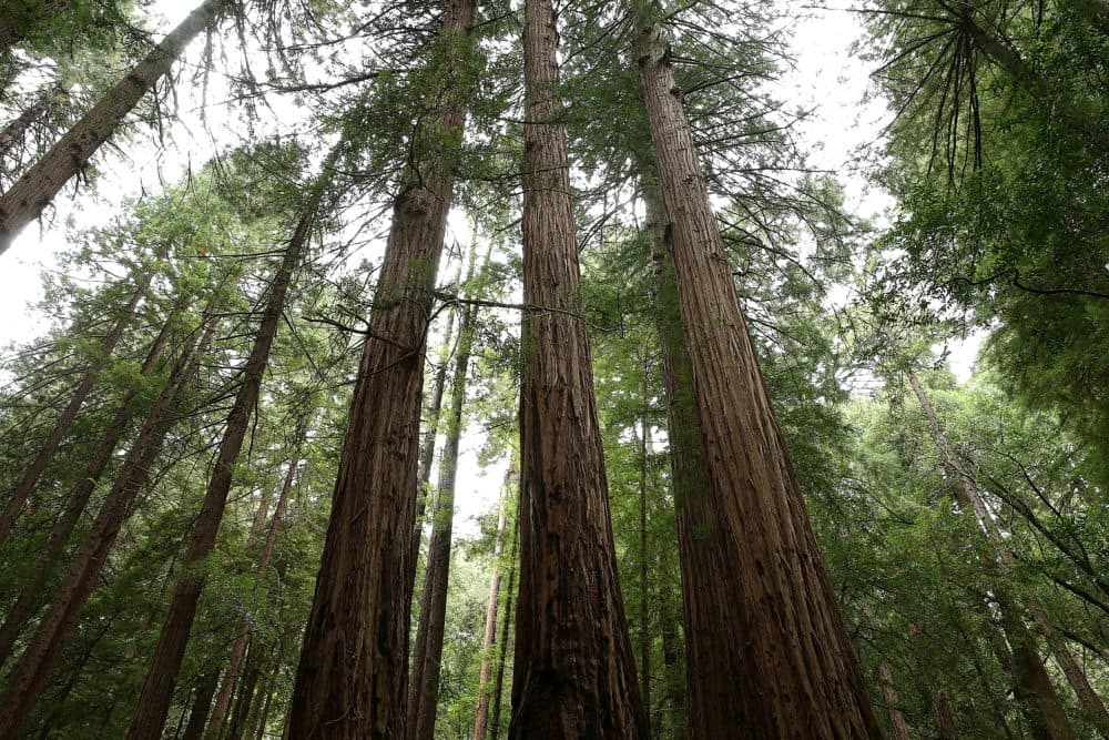 Coastal Redwood trees stand at Muir Woods National Monument, an old-growth forest located north of San Francisco. (Justin Sullivan/Getty Images)