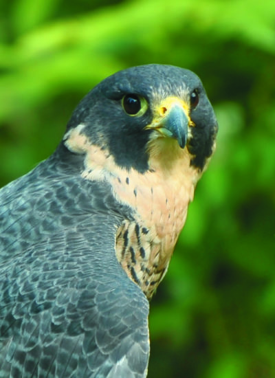 Banshee peregrine falcon (Tianne Strombeck)