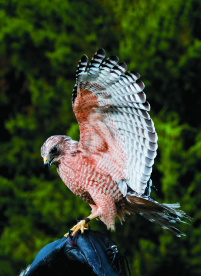 Red shouldered hawk. (Tianne Strombeck)